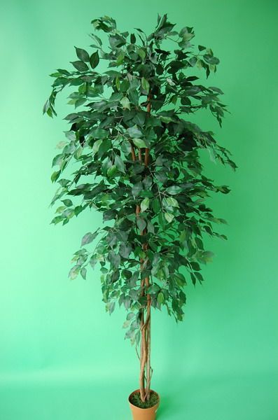 Ficus tree 210 cm