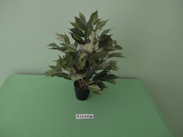 Ficus črepník 40 cm - Green