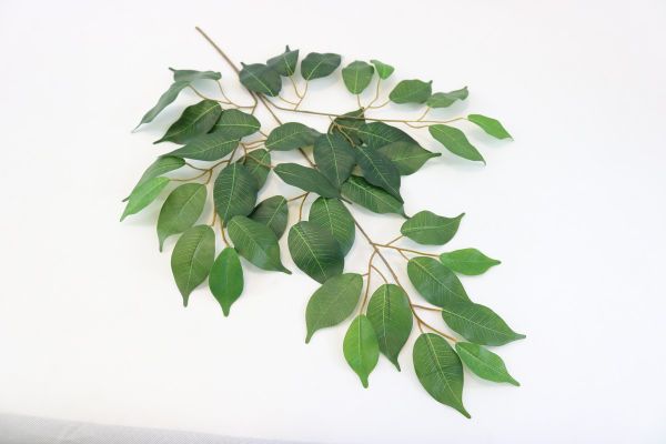 Ficus spray - Green