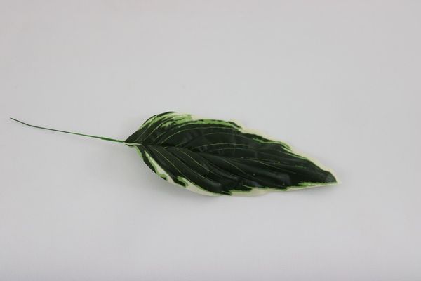 Hosta leaf pack 12 pcs