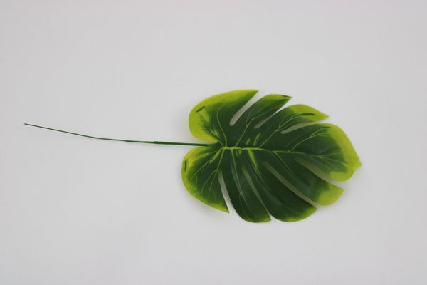 Philodendron leaf pack 12 pcs