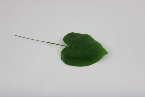 Potos leaf