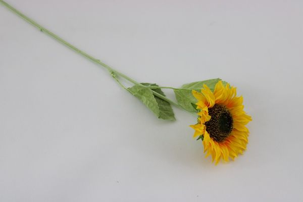 Single sunflower