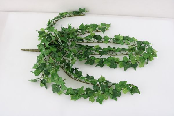 Ivy mini hanging bush x 356 lvs