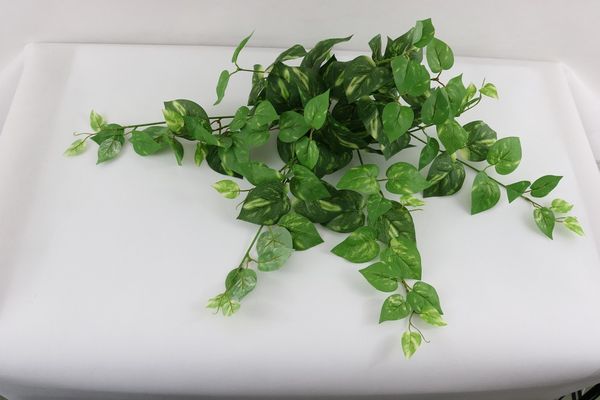 Pothos hanging bush x 112 lvs