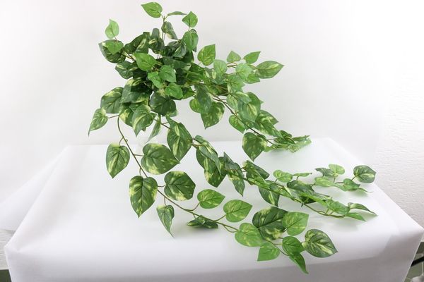 Pothos hanging bush x 140 lvs