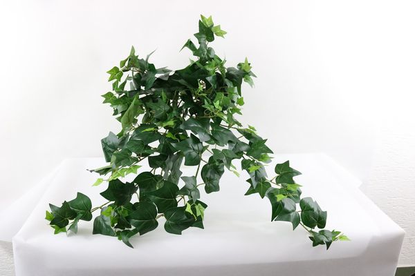 Hanging bush ivy x 213 lvs